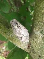 Tree Frog Branch Animal In