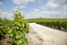 Moët Chandon Winery Mount Sharp