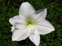 Amaryllis White Flower Potted