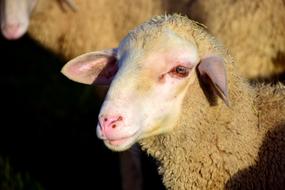 portrait of a sheep in a flock