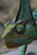 Chameleon Helmkameleon
