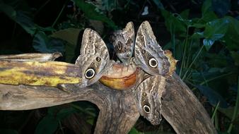 Butterfly Butterflies