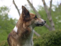 Dog Hybrid brown