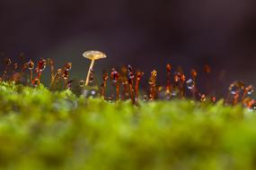 Mushroom Moss Thriving