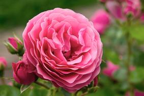 rose flowers rosebush