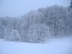 Winter Snow