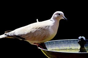 Cute, colorful and beautiful, collared bird, sitting, in light