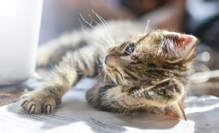 charming Cat Cute