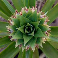 spicy pineapple leaves