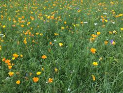 Flowers Meadow