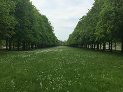 green park with flowers and trees
