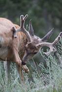 Deer Whitetail Buck
