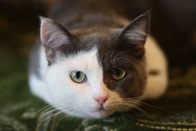 Portrait of the cute, colorful and beautiful, fluffy cat, at the home