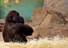 Beautiful and cute, dark gorilla, among the yellow grass, near the rocks, in the Tierpark Hellabrunn