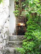 Colorful, cute and beautiful cat, sleeping on the chair, on the old stairs, near the green plants