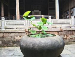 Bowl lotus