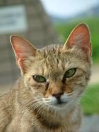 Cat Japan face