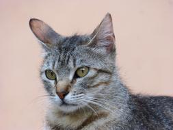 incredibly charming Pet Feline
