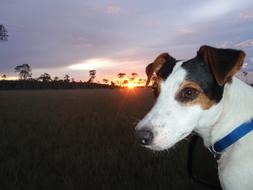 Chucky Jack Russell Rush