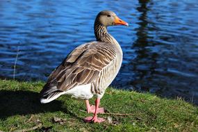 Cute, colorful and beautiful duck, on the shore of the river, with the green grass