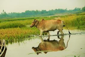 Cow Brown water