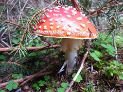 Mushroom Luck Red Fly Agaric