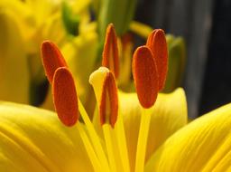 yellow flower with elongated sprouts