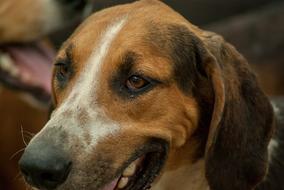 Dog Hunting Pack head