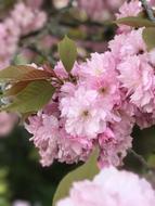 beautiful spring flowering of plants