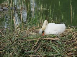 Swan Breed Swan'S Nest Sweltering