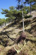 Alpine Natural Humor Black Pine