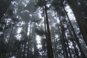 Tree Fog