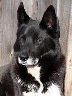 Portrait of the beautiful and cute, black and white Laika dog