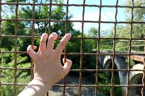 Grille Bridge Hand