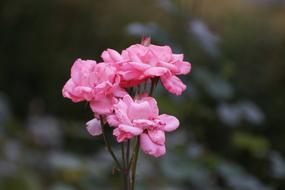 Flowers Rose Pink
