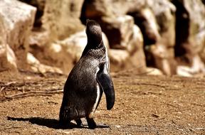 incredibly charming Penguin