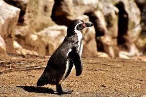 Penguin water bird at Animal World