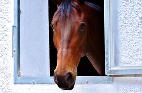 Portrait of the cute and beautiful, brown horse, looking out of the turquoise and white window