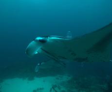 Maldives Manta Rays Diving