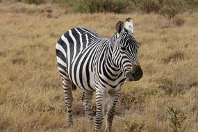 cute zebra on safari