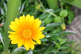 Gazania Harsh Aster Family