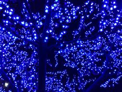 blue christmas tree light