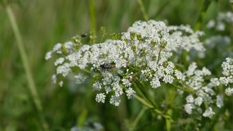 Meadow Chervil White Cow