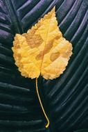 Leaf Spring