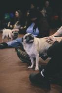 Pug Dog Animals