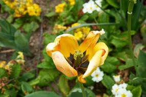Tulip Flower Nature