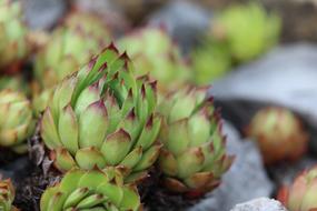 Closeup of green artichokes