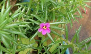 lonely flower in the grass