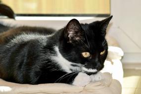 Cat In Playful Mood Black And