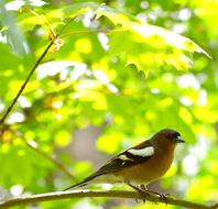 Chaffinch Bird Fink on tree branch